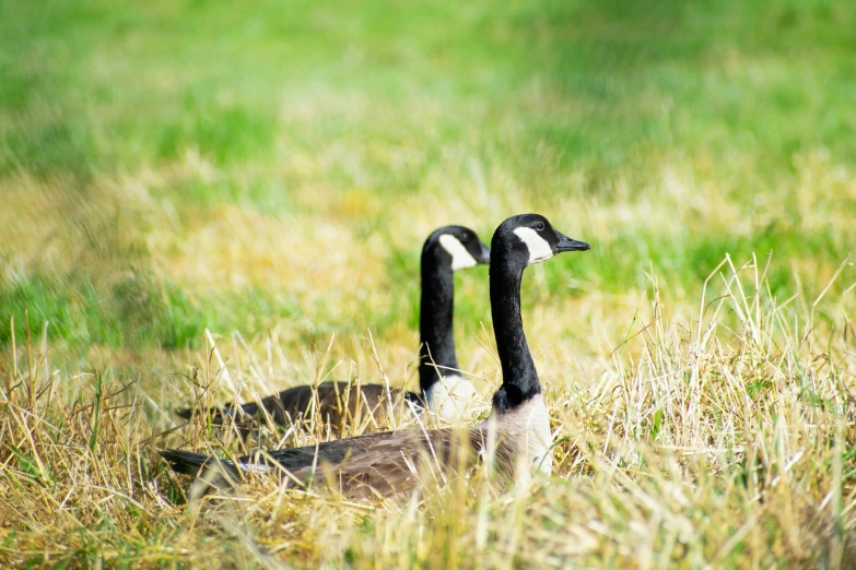 two geese standing together in the tall grass