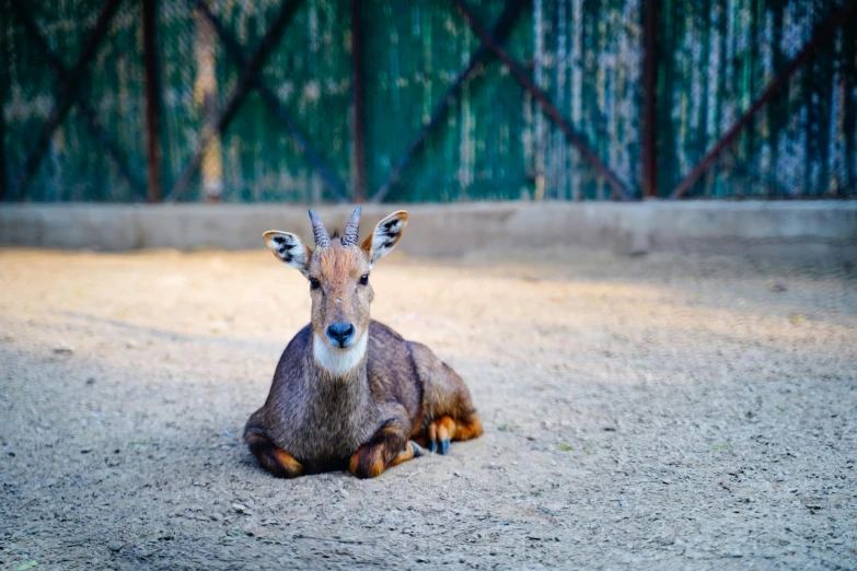 an animal with large horns and horns laying down