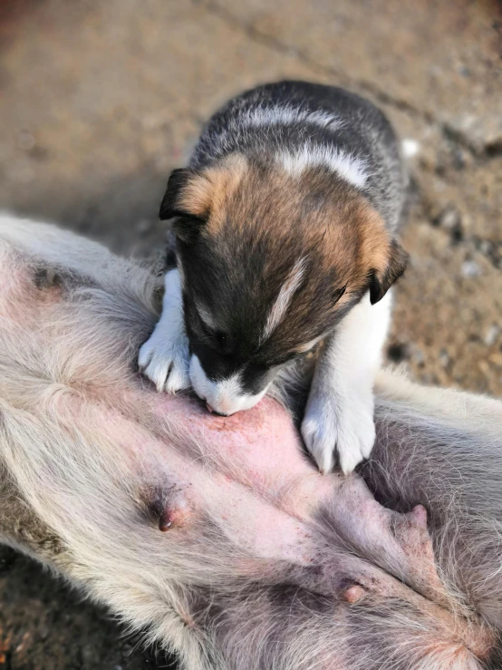 a puppy is rubbing its head against an animal