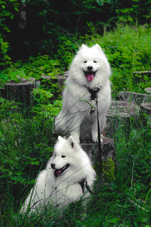 two white dogs sit in the tall grass
