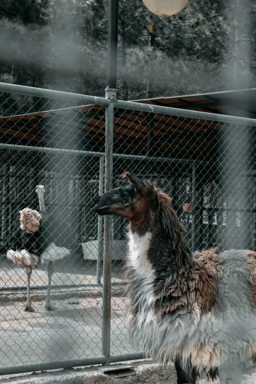 a lama with a beard standing in the fence