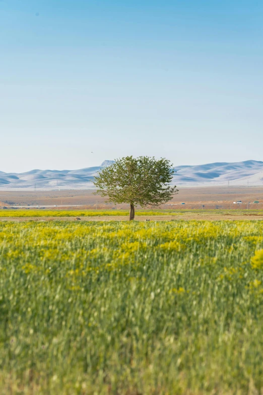 an empty field with grass and a tree in the distance