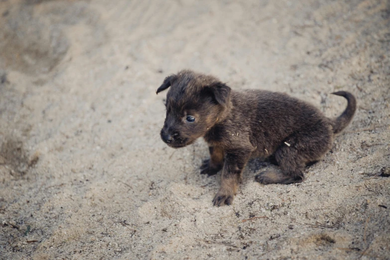 small black puppy sitting on sand outside