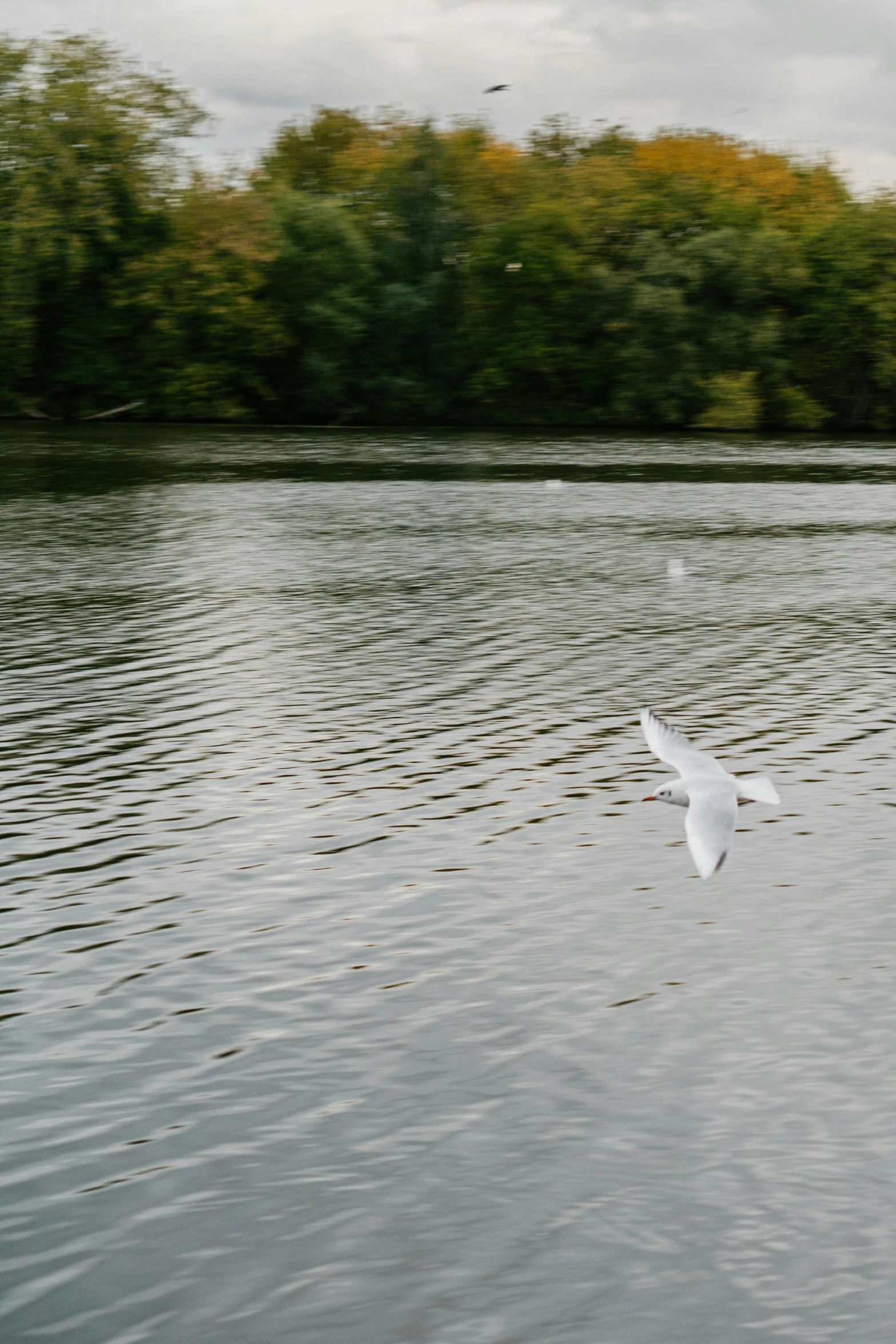 white bird flying above water at the edge of trees