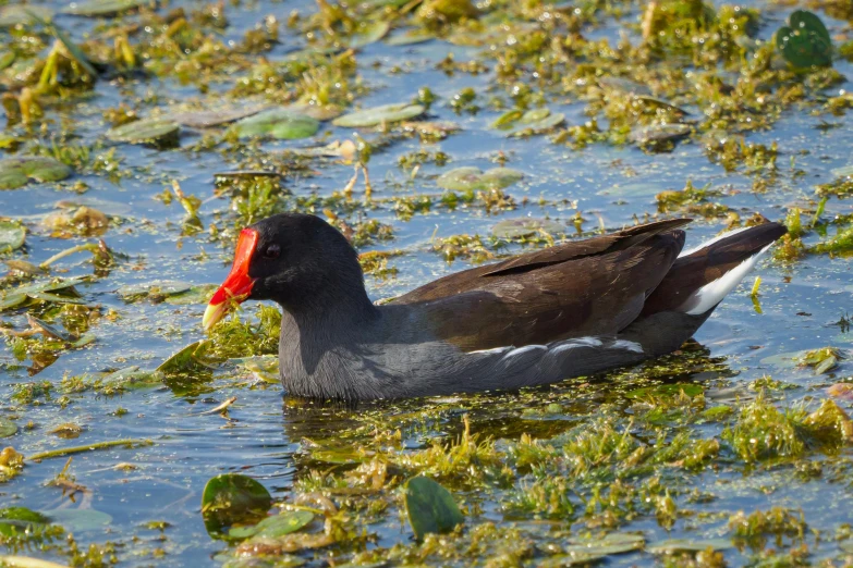 a duck with a red head swimming on the water