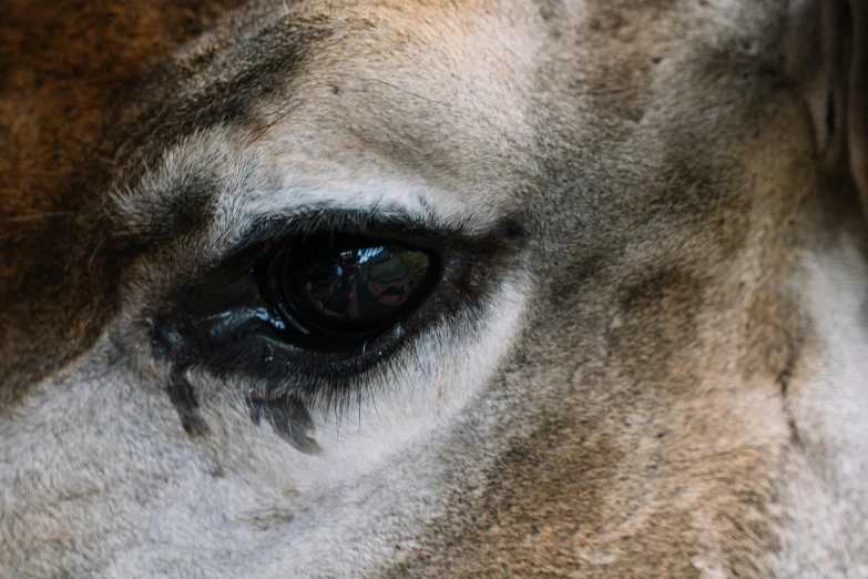 this is an image of a cow eye