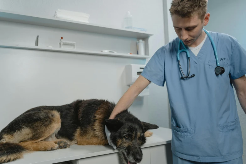 a vet is looking at the dog on the counter