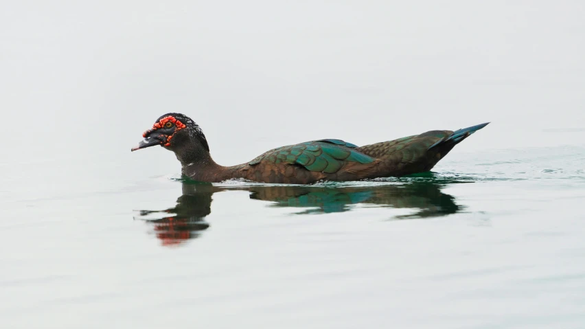 a duck is floating on a large body of water