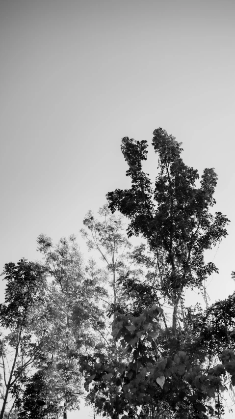 the clock is on the side of a pole in a tree line