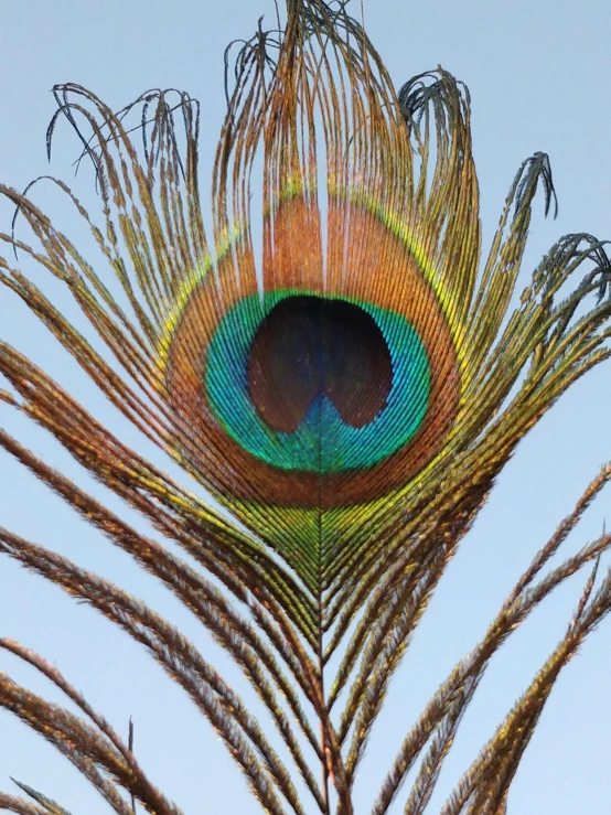 close up of a peacock tail with its feathers spread