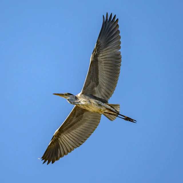 a bird with a wingspan of 20 cm, flying in the air