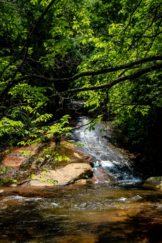 trees and water in a wooded area with rocks