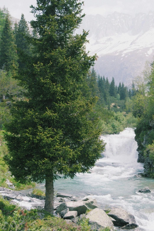 there is a tree on the bank of the river