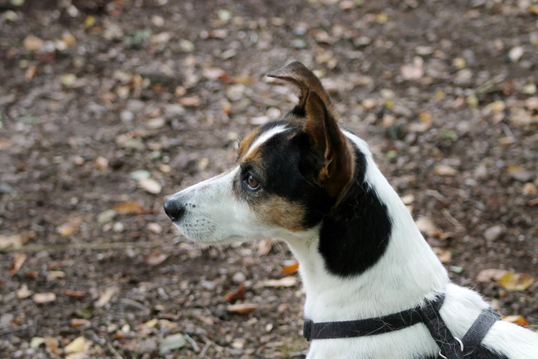 a dog with a black and white headband looks off into the distance