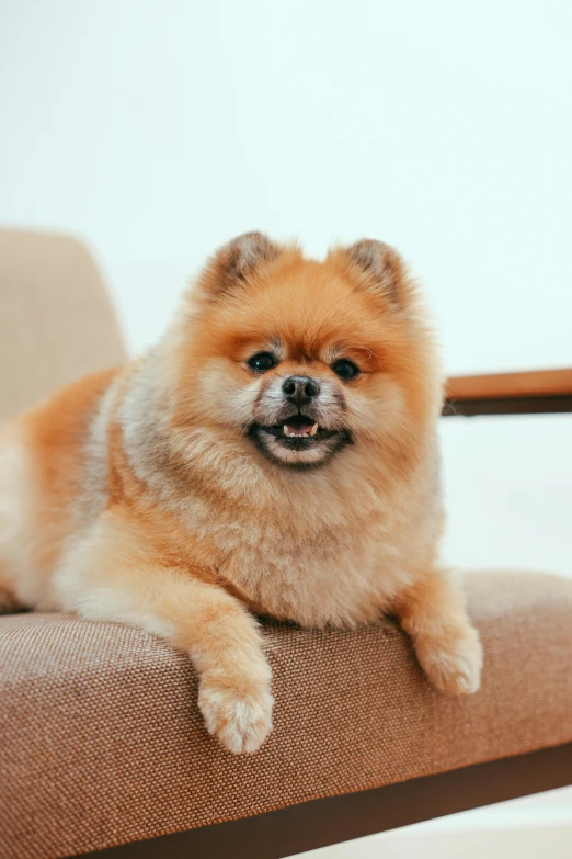 a dog is sitting down on a chair