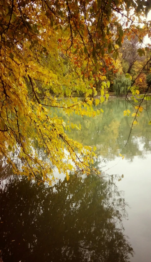 a beautiful, scenic tree that shows off their bright yellow leaves