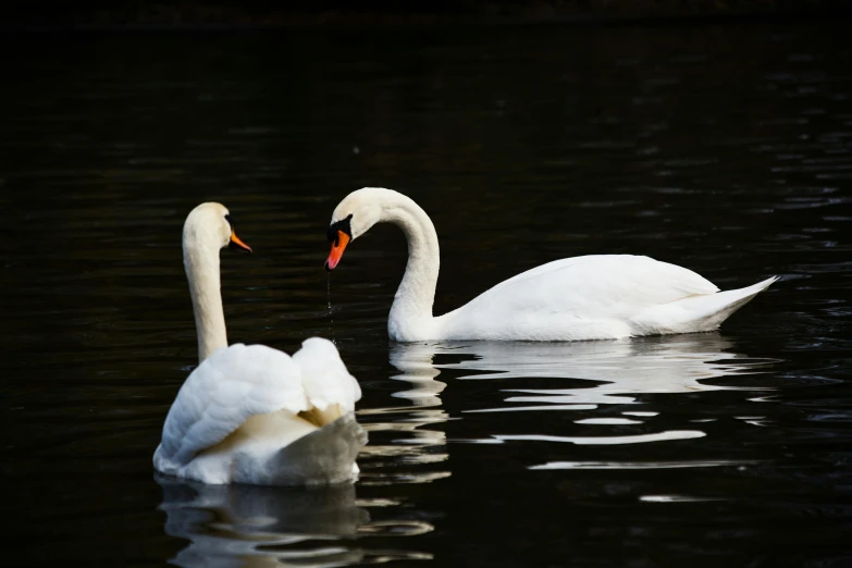 a couple of swans floating on top of a lake