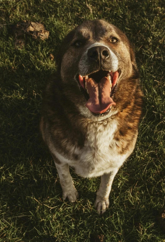 a dog with it's mouth open laying on some grass