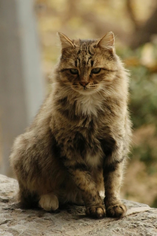 a gray and brown cat sitting on top of a stone