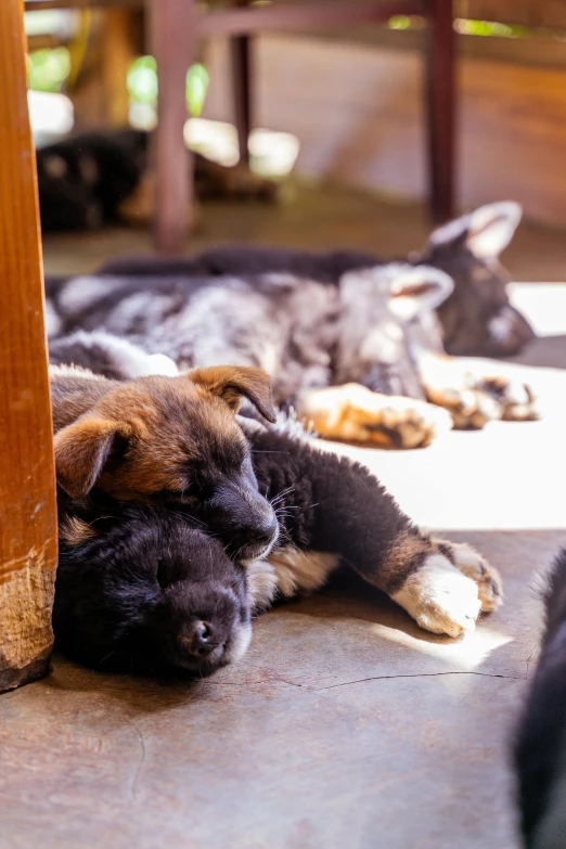 a puppy dog laying on the floor and other puppies resting around