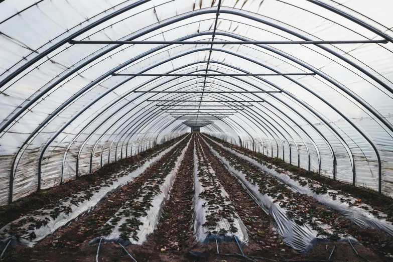 inside of a small greenhouse with rows of green plants