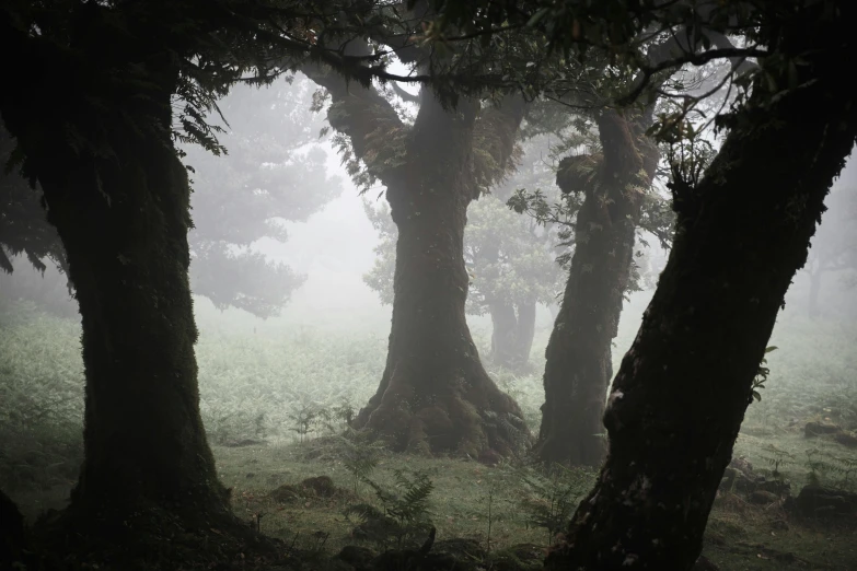 several trees are silhouetted by the fog on a field