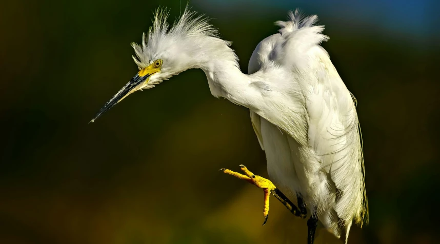 an egret flaps its wings while standing on top of a twig