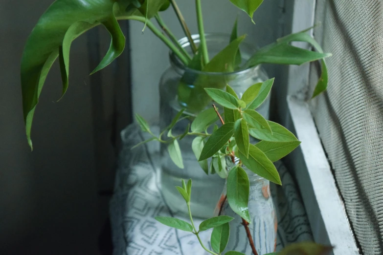 a plant in a glass vase on the window sill