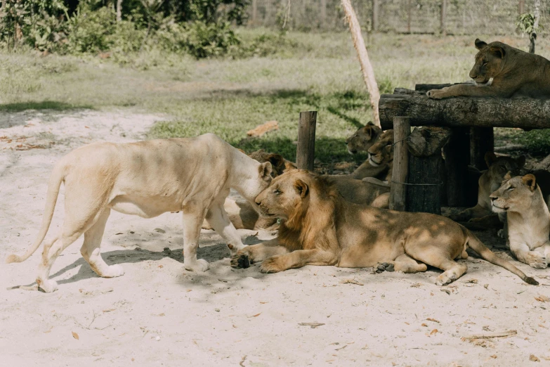 an area with lioness and a rhino on the ground