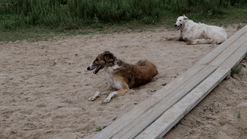 two brown and white dogs laying in dirt with a road divider