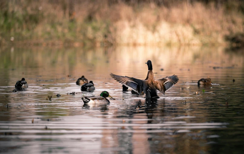 a flock of ducks in the water