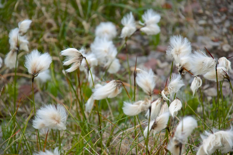 the white fluffy flowers are blooming in the grass
