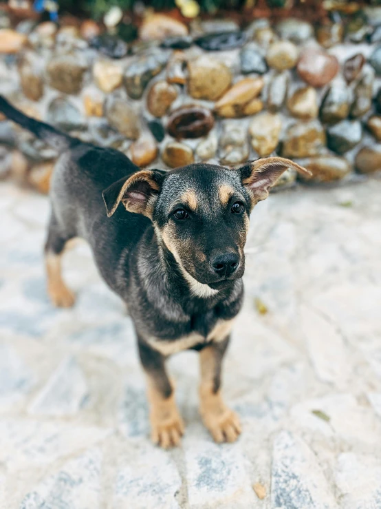 a little black and brown dog standing on top of a stone walkway