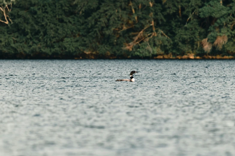 a bird swimming on top of a large body of water