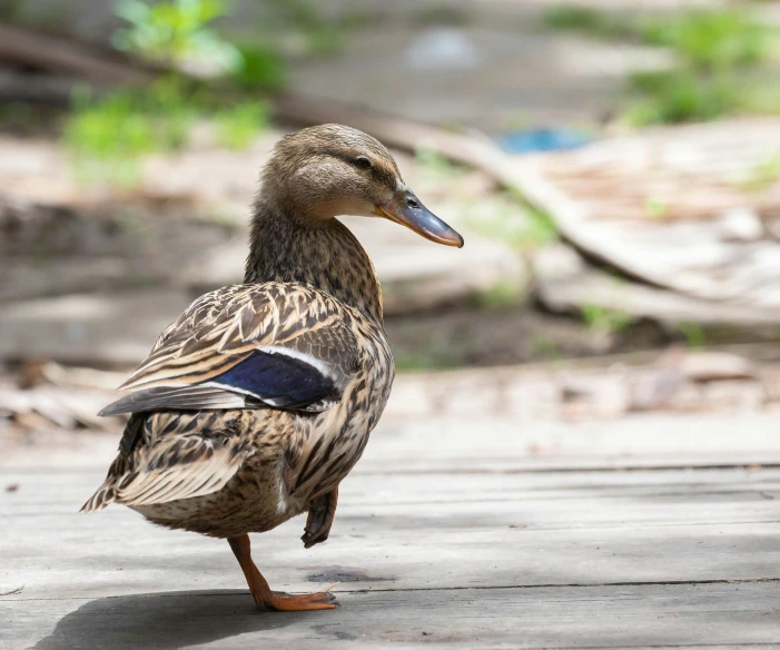 the duck is walking on wood pavement outside