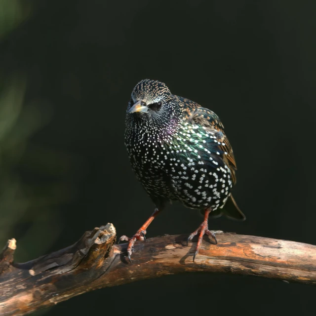 a small bird sits on a nch