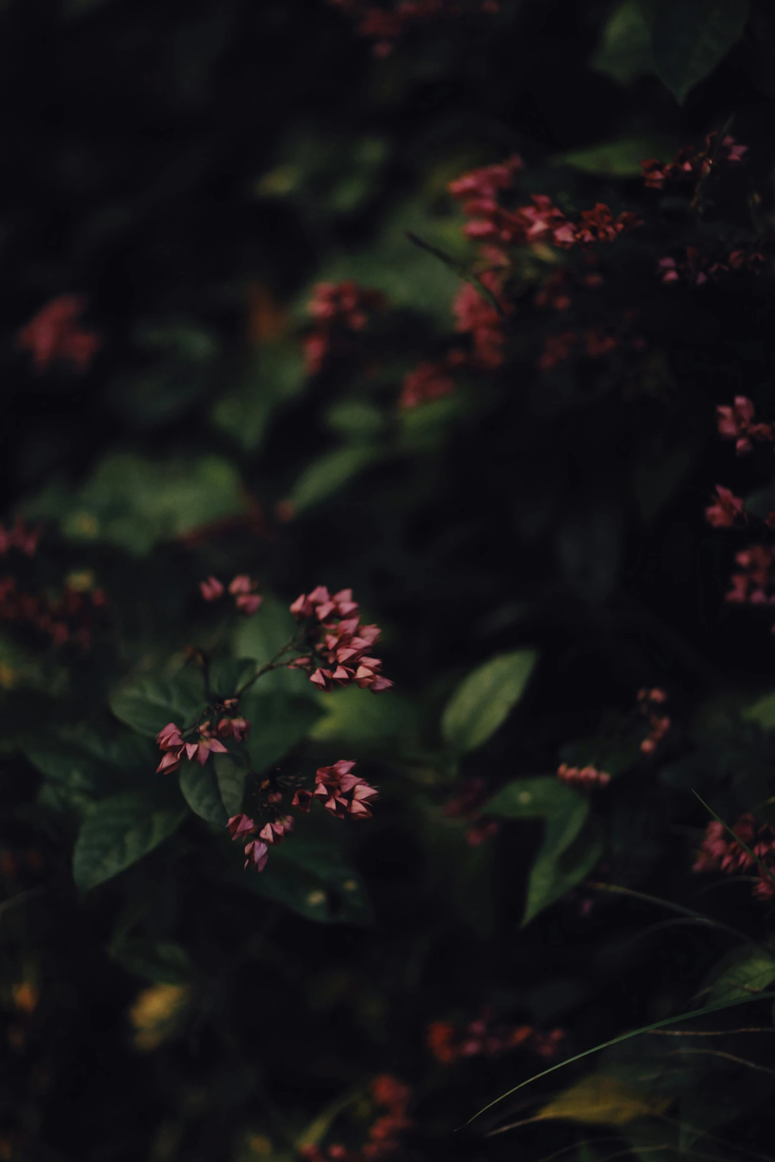 some small flowers in a field near a tree