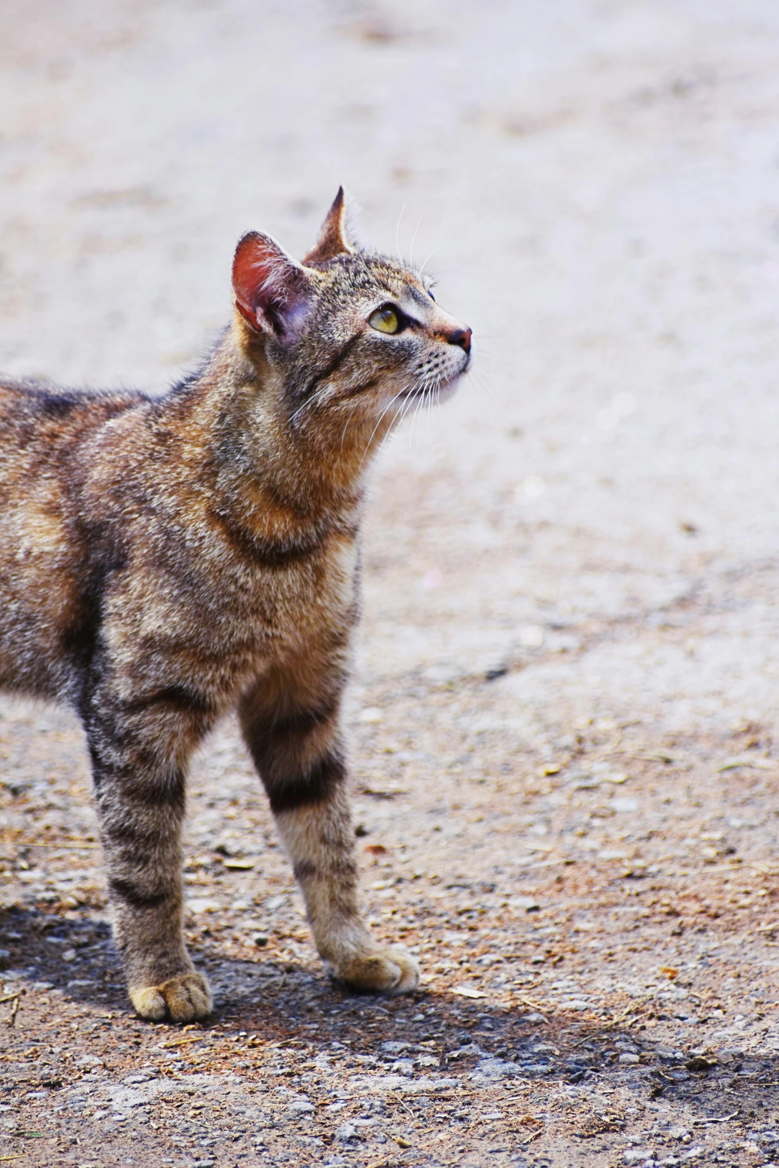 a brown striped cat with its eyes closed standing on the street