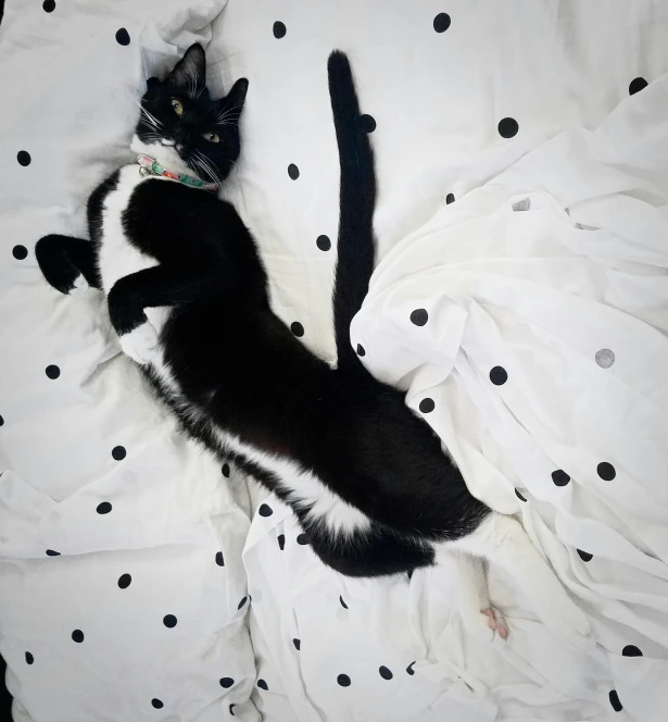 a black and white cat laying on top of a polka dotted blanket