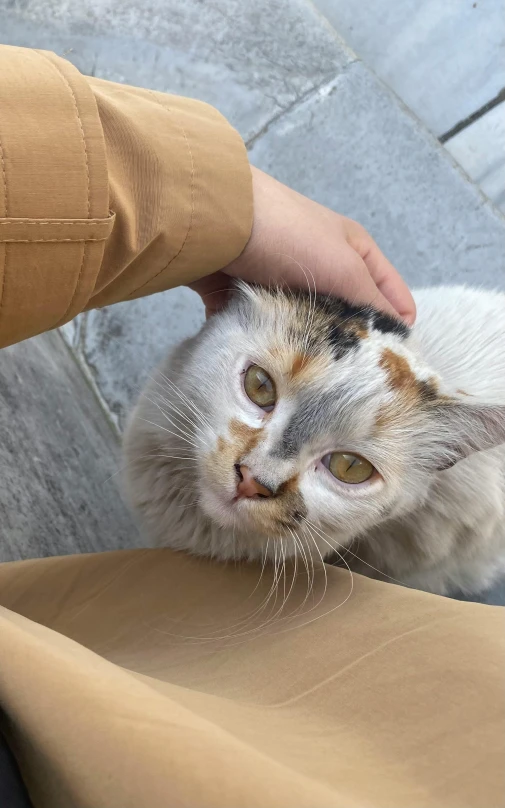 the cat is looking at someone's hand as they pet it