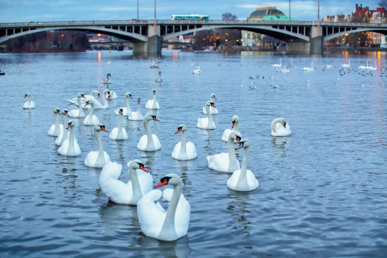 many white swans are swimming in the water