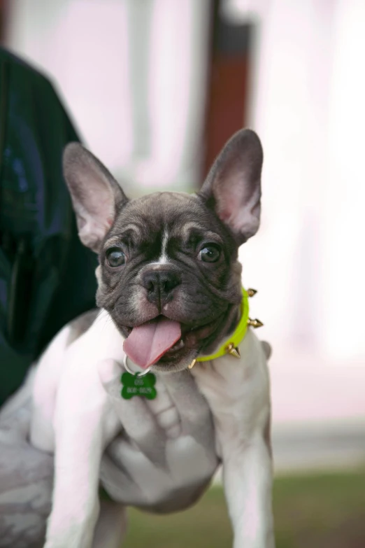 a french bulldog that is wearing a green bow tie