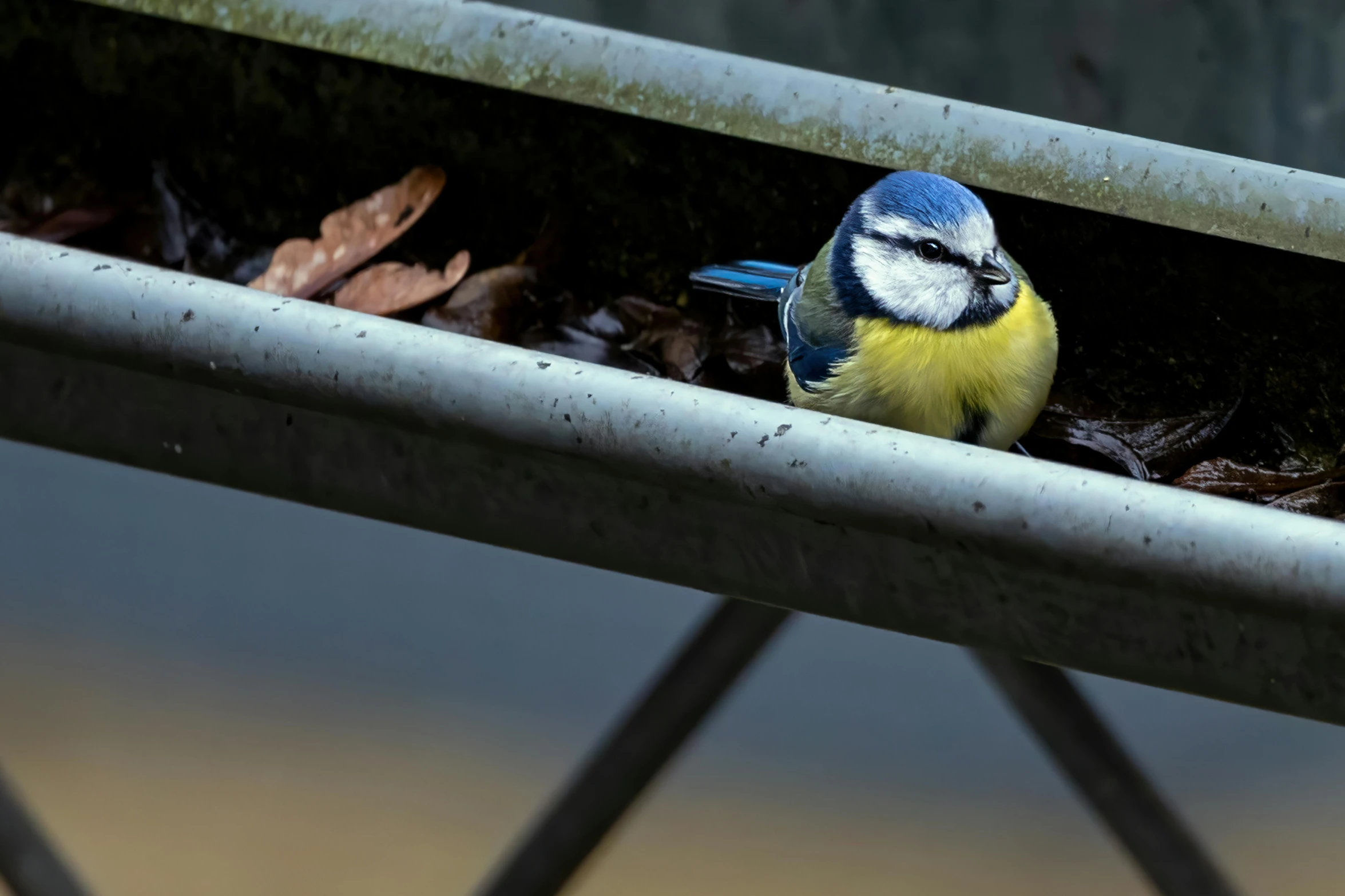 there is a small bird sitting in the planter