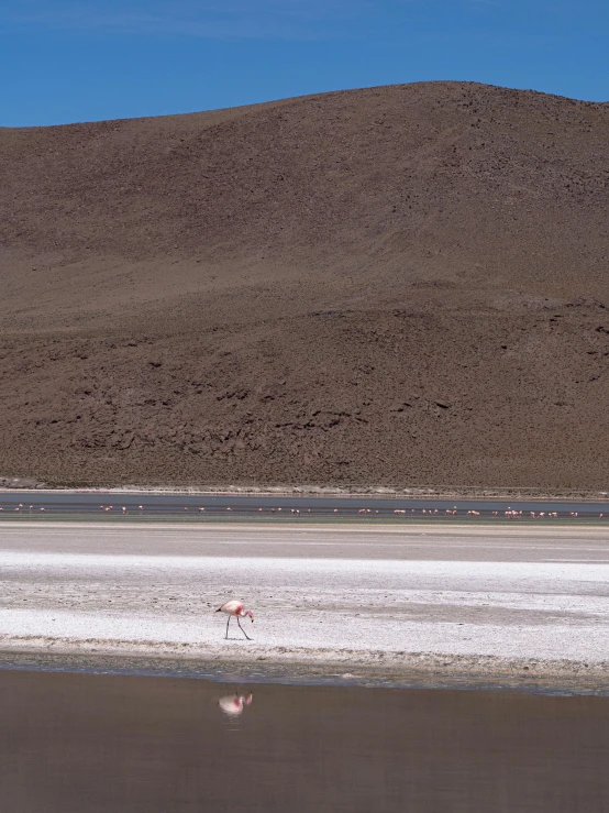 a lone animal walking across the desert near some hills