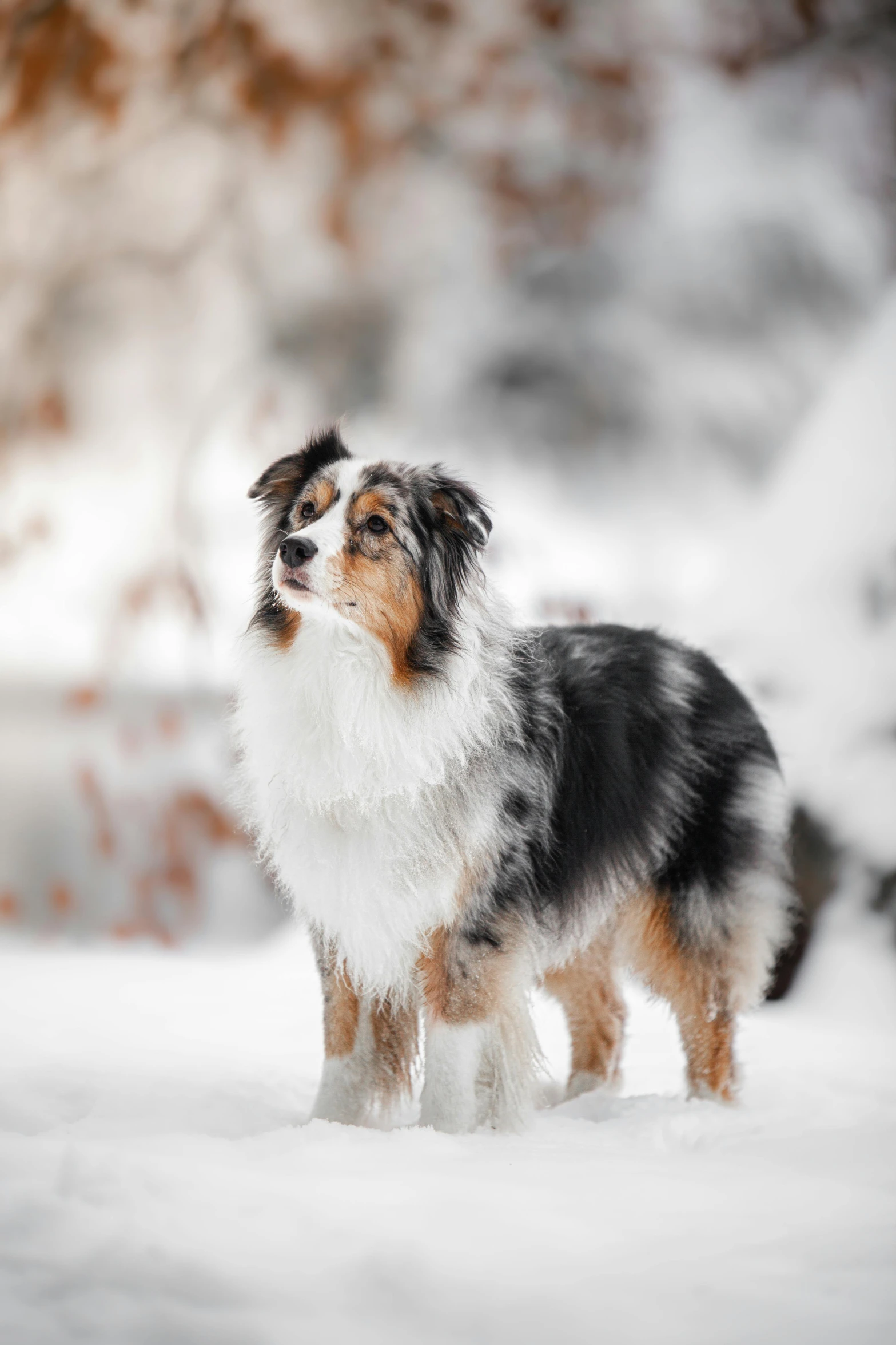 a white and brown dog standing in the snow