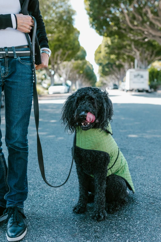 dog wearing green jacket with leash being walked by man