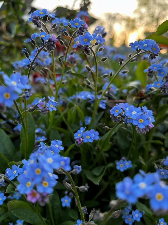 some pretty blue flowers sitting in a group