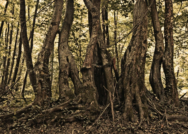 an image of a forest setting with trees and fallen leaves