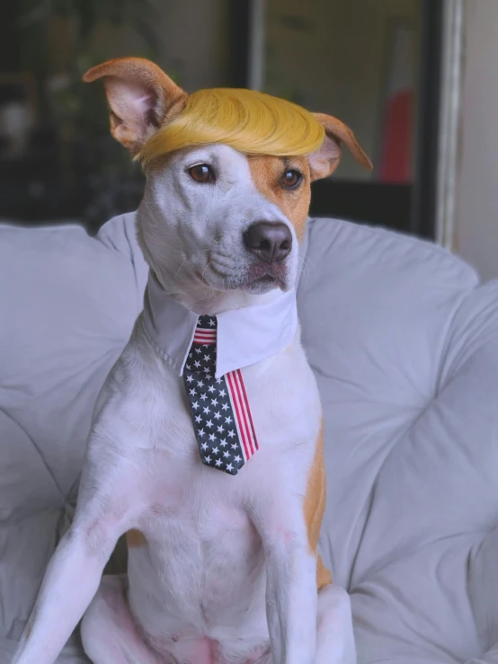 a brown and white dog wearing a tie with an american flag design