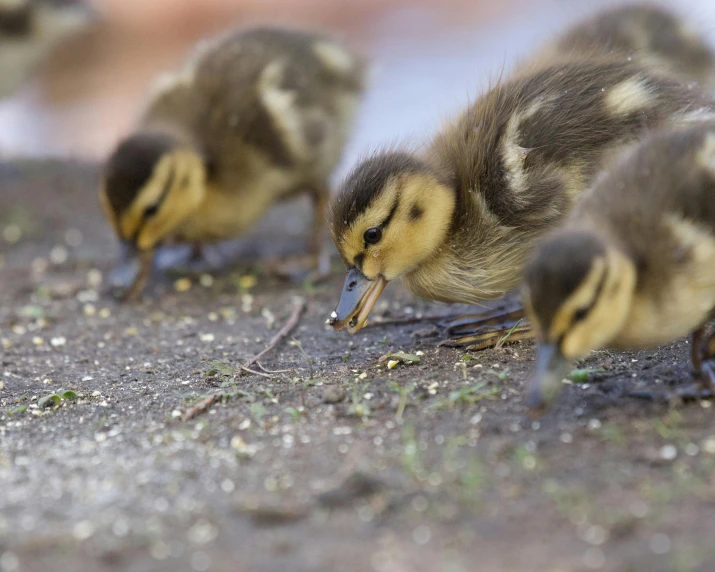 ducks in front of the camera looking at the ground